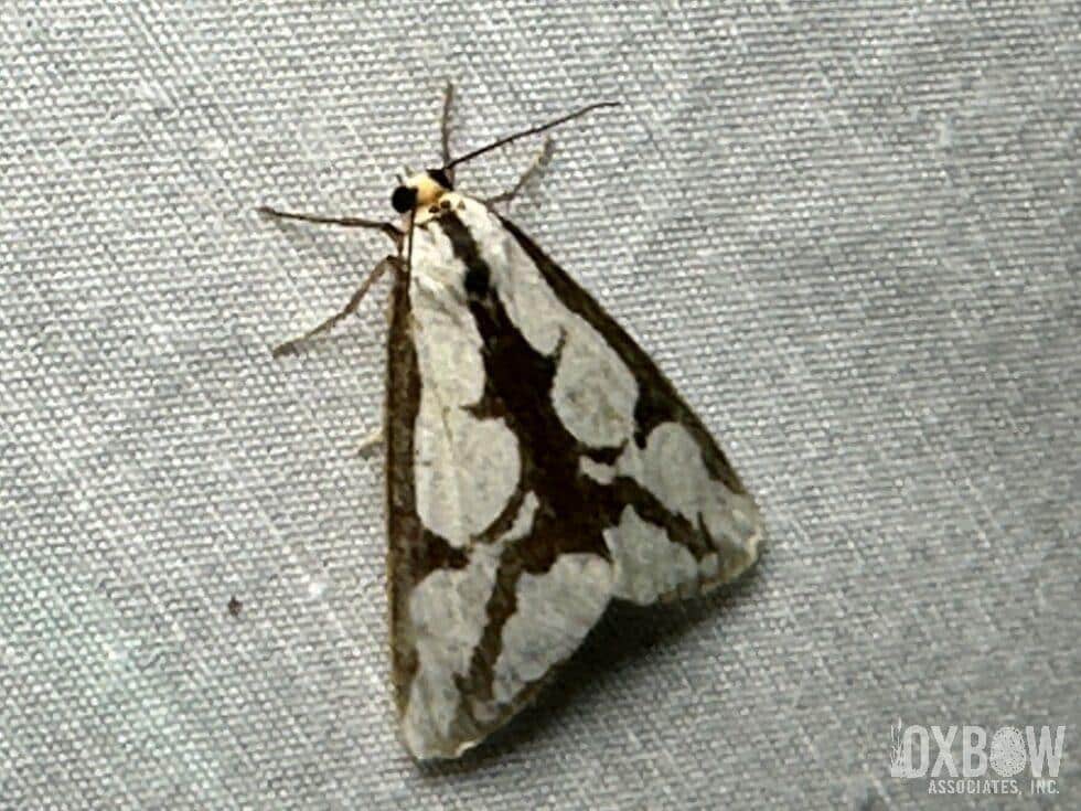 a moth on a fabric surface