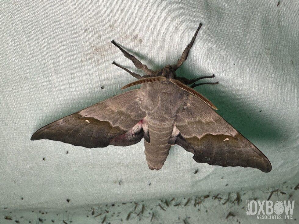 a close up of a moth