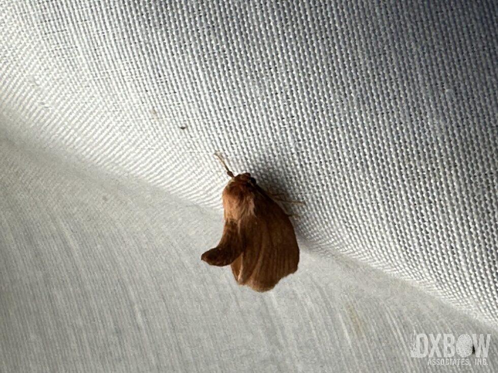 a brown moth on a white surface