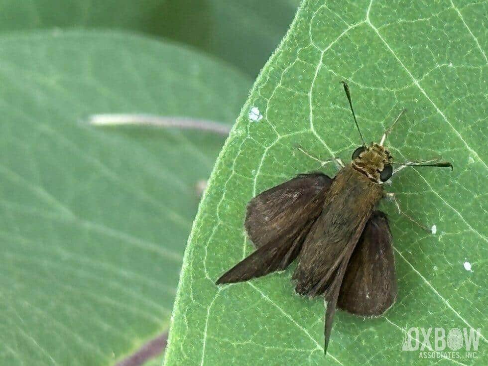 a close up of a bug on a leaf