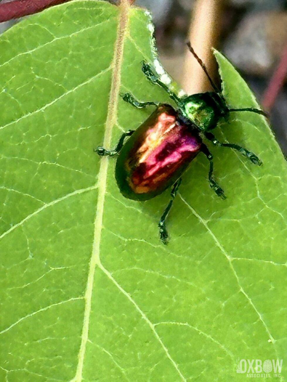 a bug on a leaf