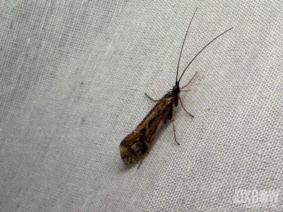 a close up of a bug