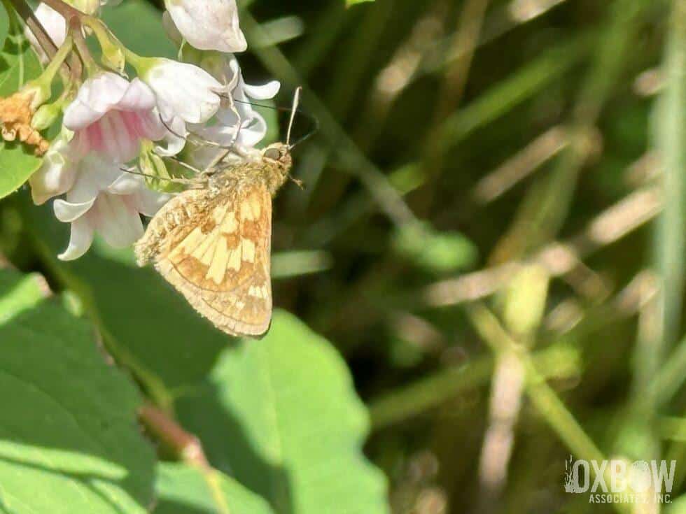a butterfly on a flower
