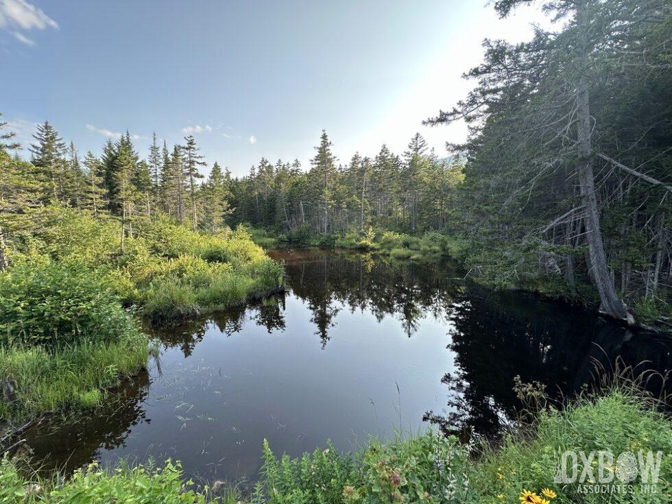 a pond surrounded by trees and bushes