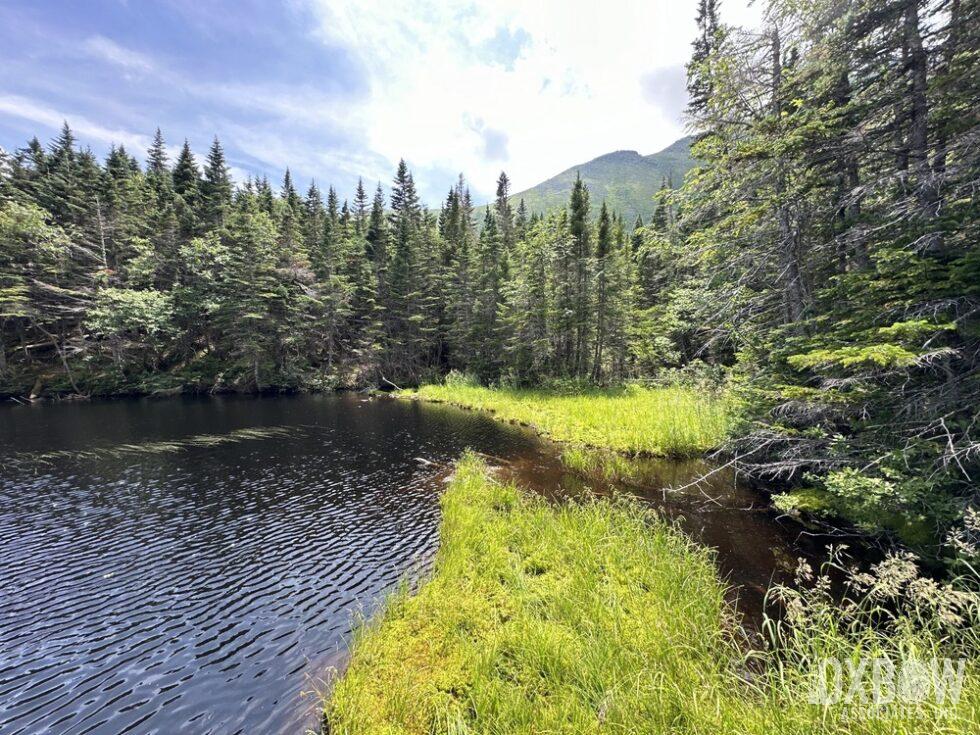 a lake surrounded by trees