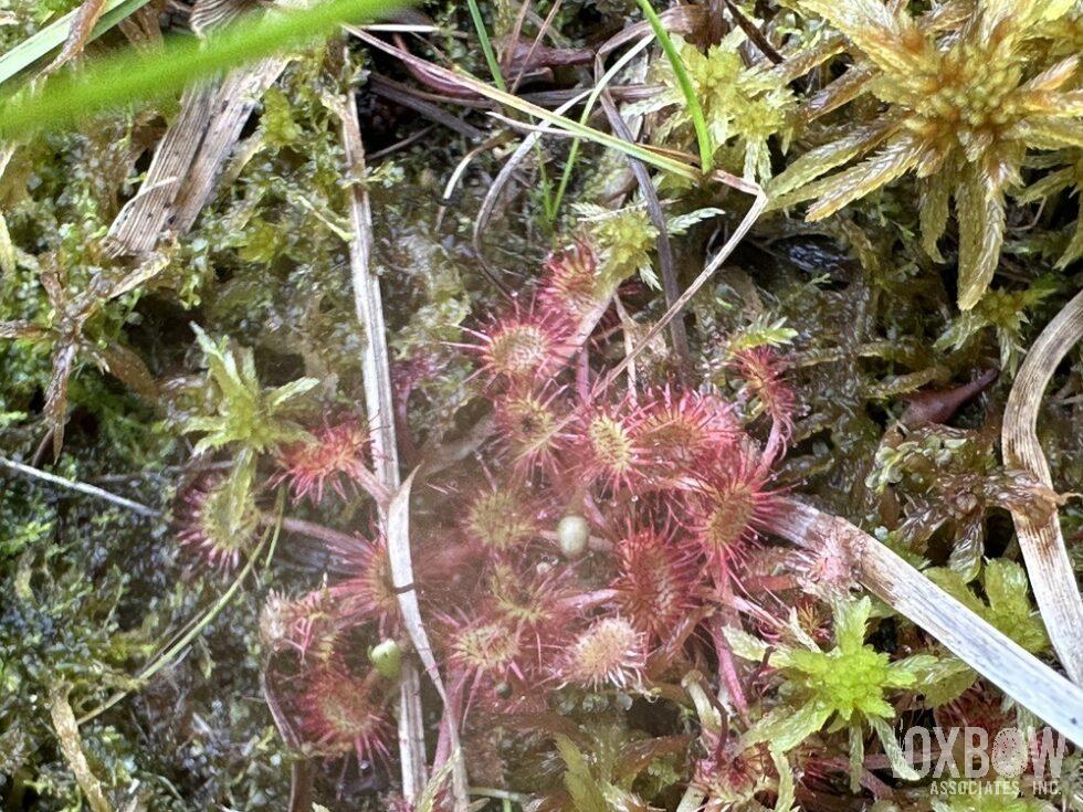 a close up of plants