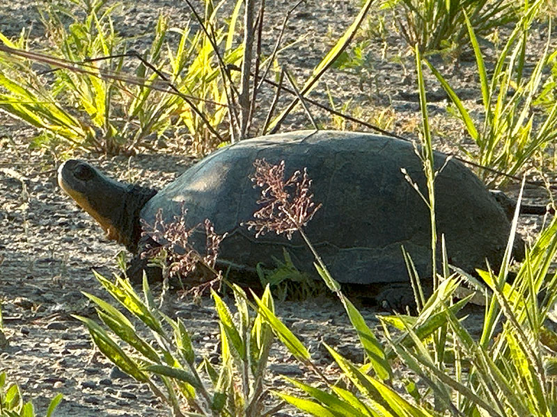 Blandings Turtle 800x600