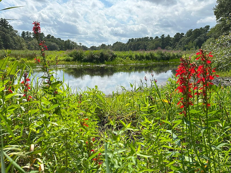 Cardinal Flowers along the Shawsheen River 800x600