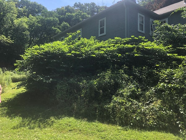 Invasive Plant Control IMG 9983