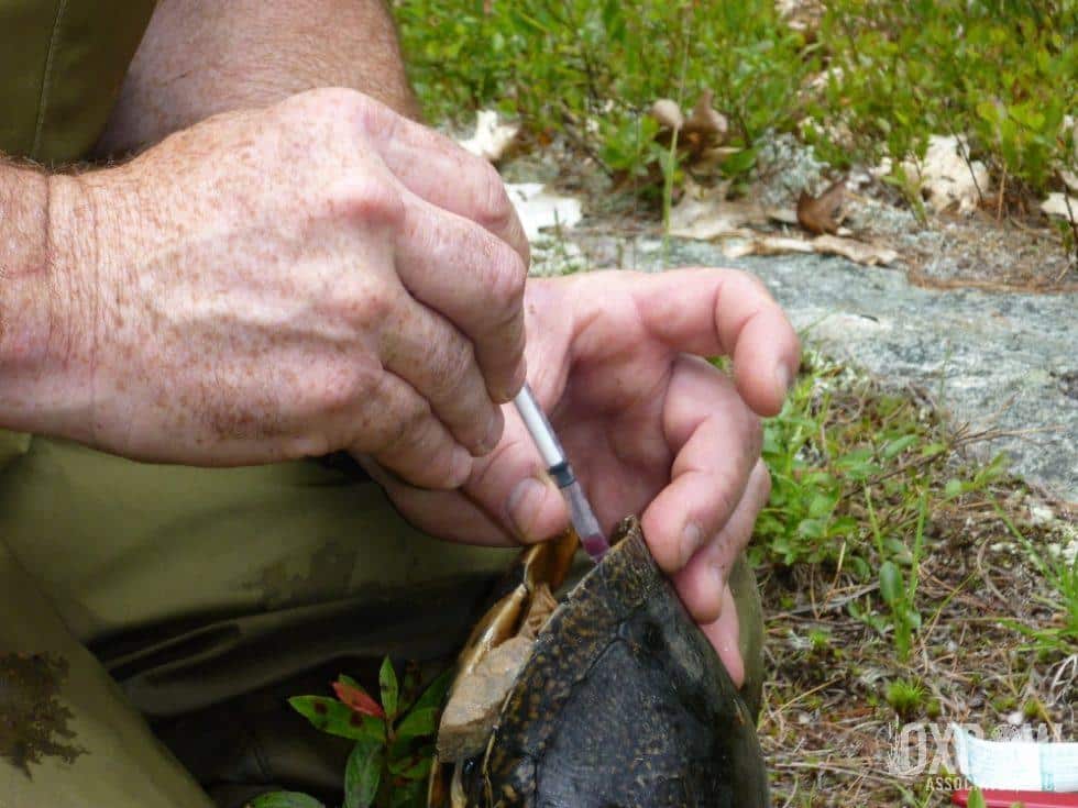 Blanding's Turtle Genetics