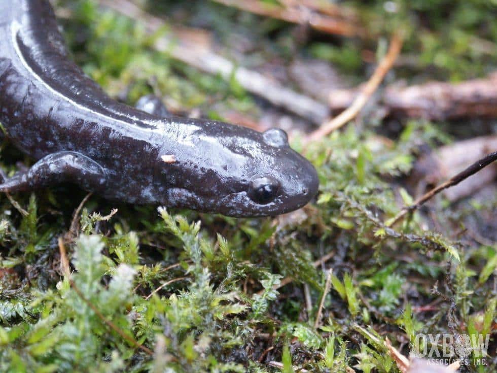 Blue spotted salamander