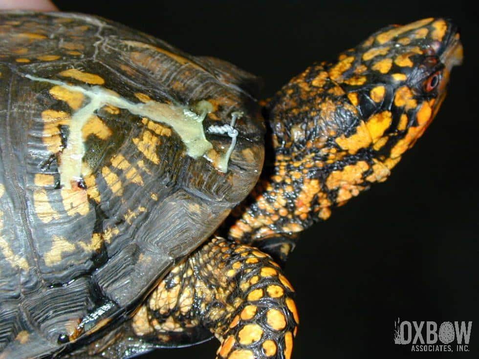 Box Turtle Shell Repair