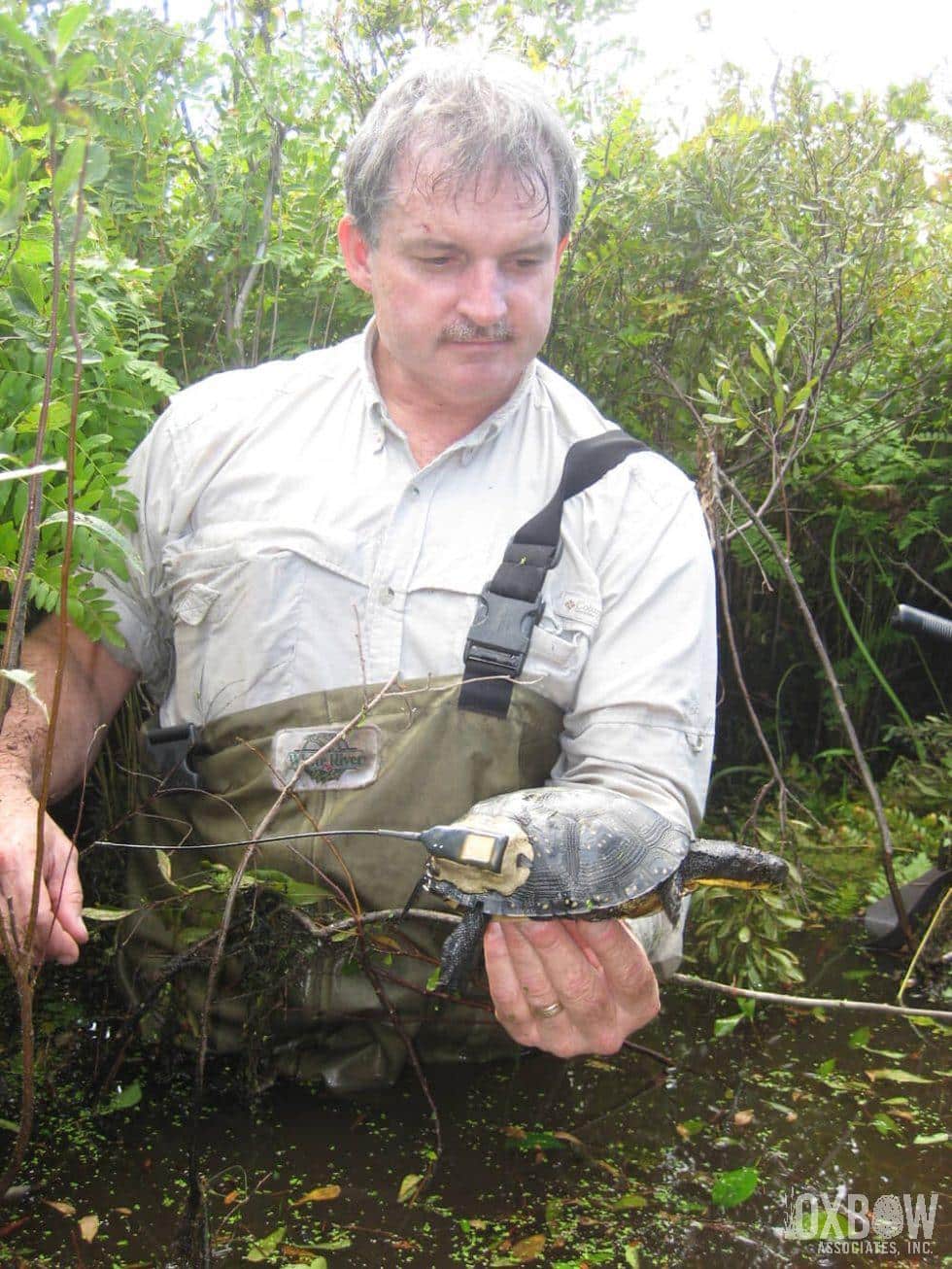 Brian Blanding's Turtle