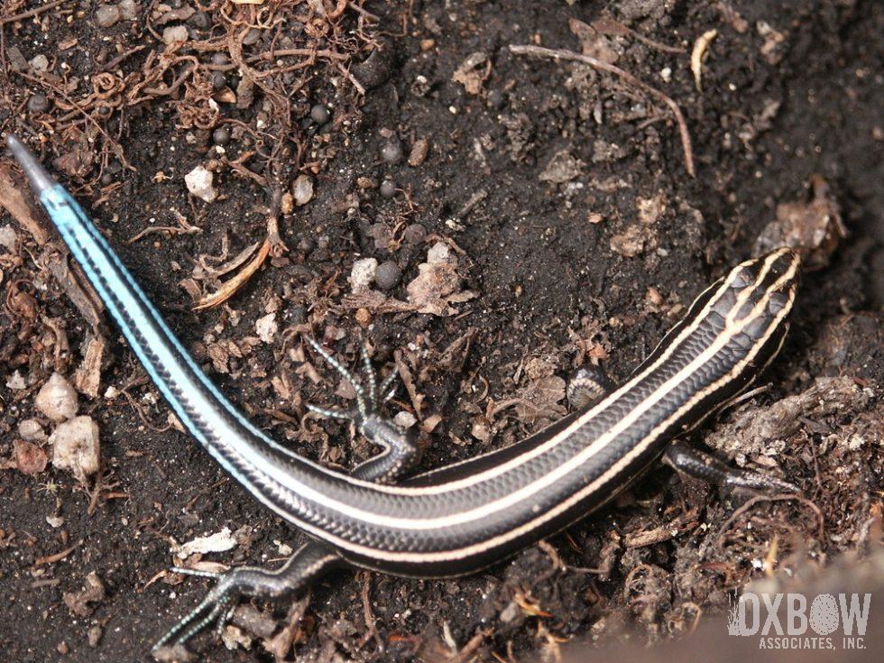Five Lined Skink