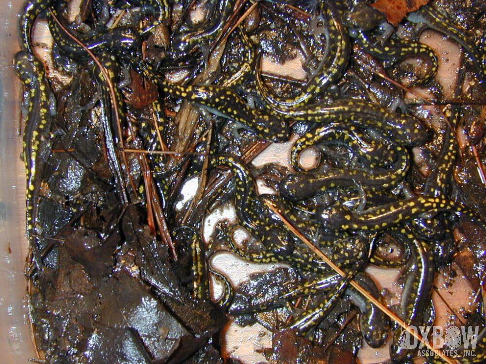 Metamorph Spotted Salamander Created Vernal Pool