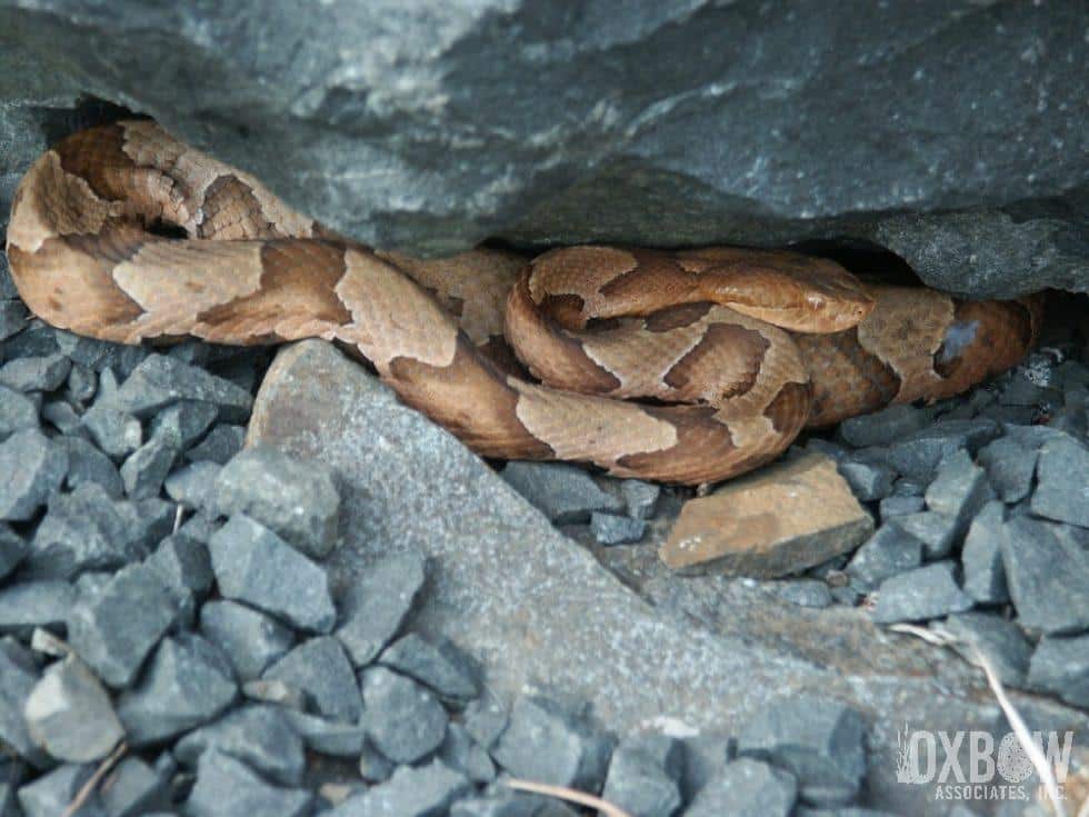 Northern Copperhead Massachusetts