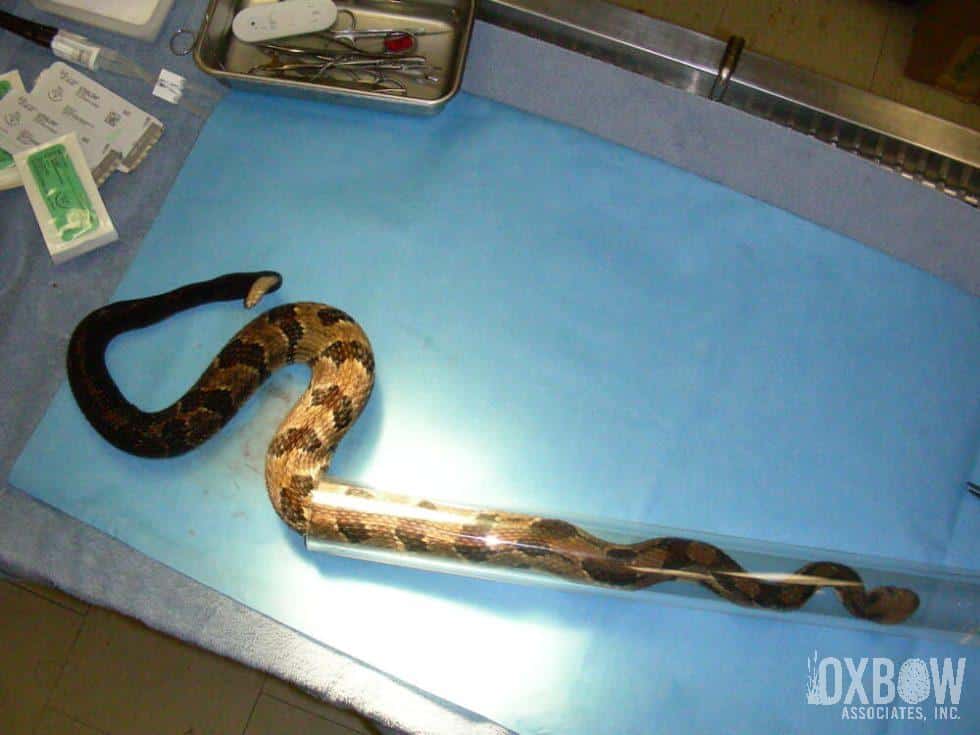 Rattlesnake Transmitter Implantation