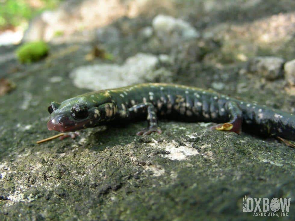 Slimy Salamander P. glutinosus (2)