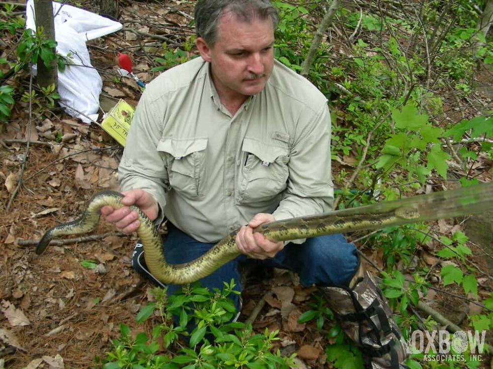 Timber Rattlesnake Brian