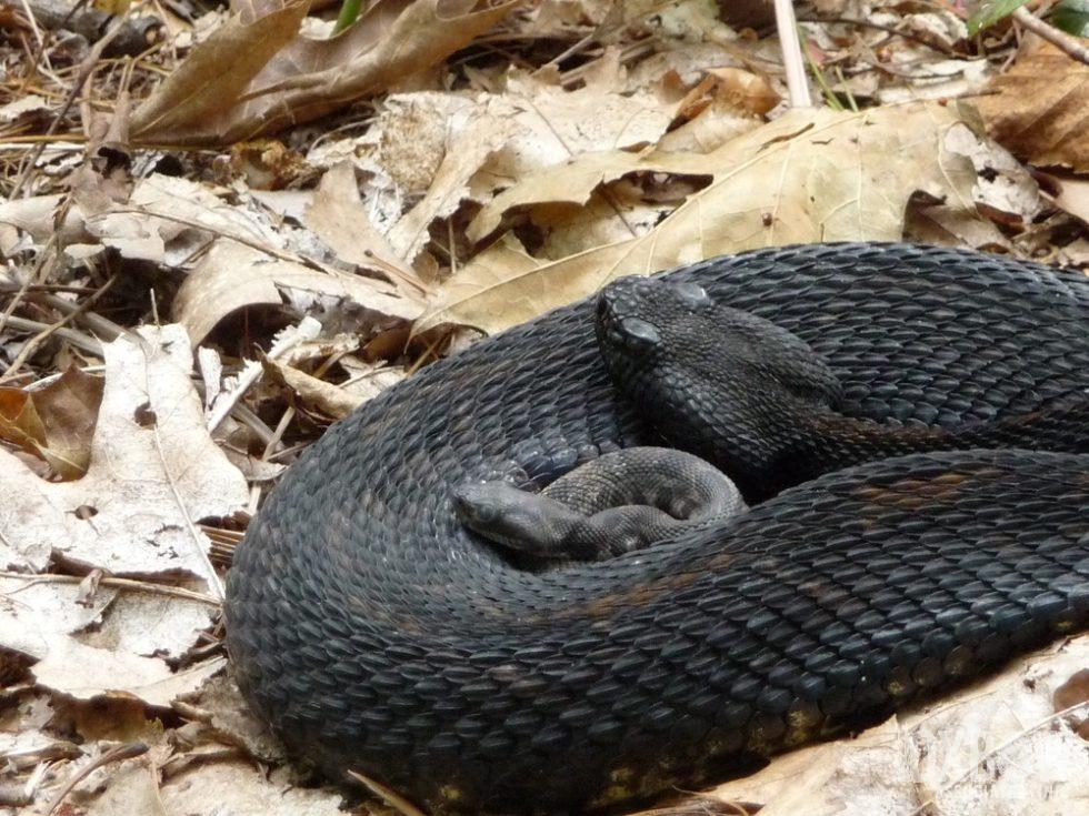Timber Rattlesnake Baby