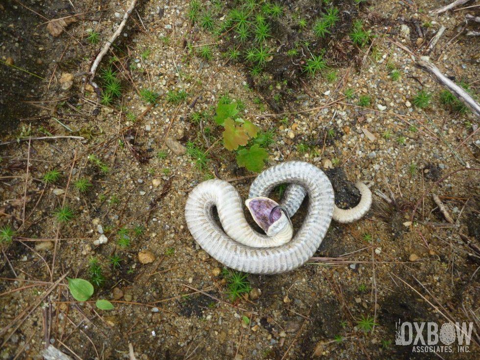 Townsend Hognoses Death Roll