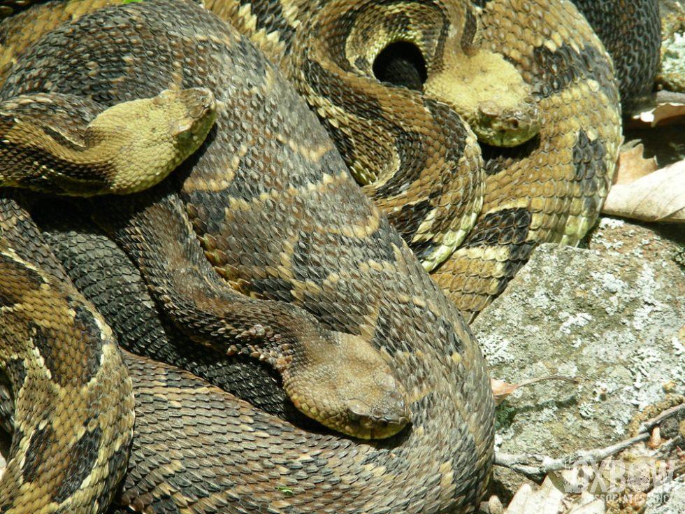 Yellow Phase Rattlesnakes